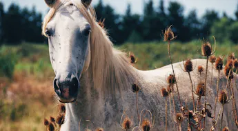 Ein Pferd in der Provence Frankreichs