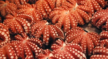 Etal de pieuvres au marché Toyosu à Tokyo