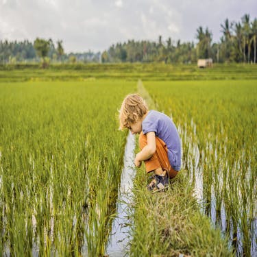 Das Bild zeigt einen Jungen im Reisfeld