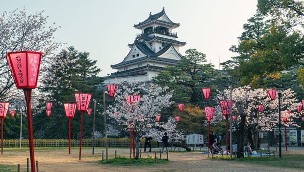Cerisiers en fleurs et lanternes roses dans les jardins d'un château japonais