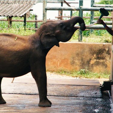 Elephant Orphanage Visit