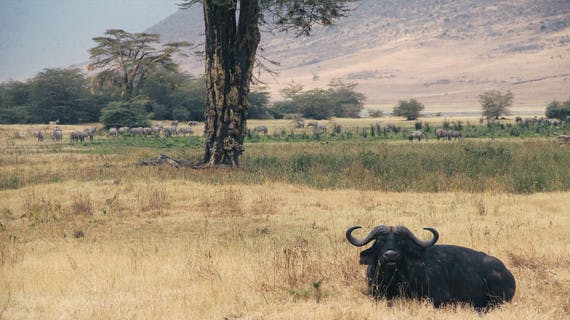 Buffle dans le parc de Ngorongoro en Tanzanie