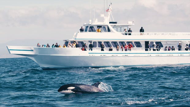 Whale watching in Norway