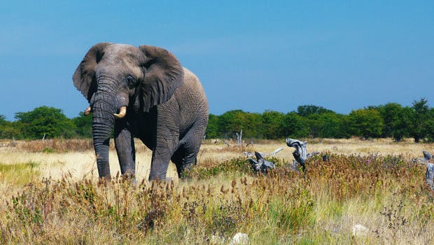 Éléphant en Namibie
