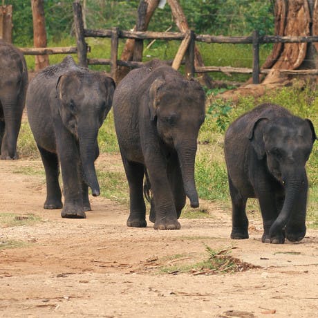 Visit an Orphanage for Baby Elephants