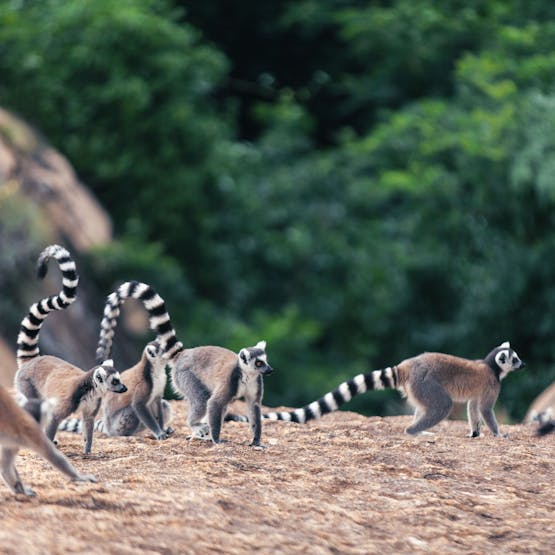 Un groupe de maki catta de Madagascar