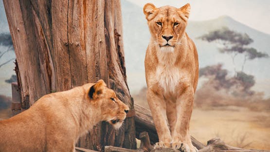 Safari en Tanzania en Navidades