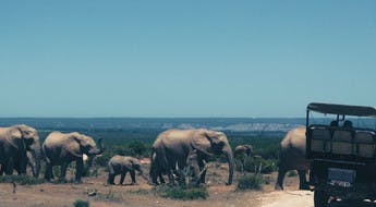 Elephants parc afrique du sud