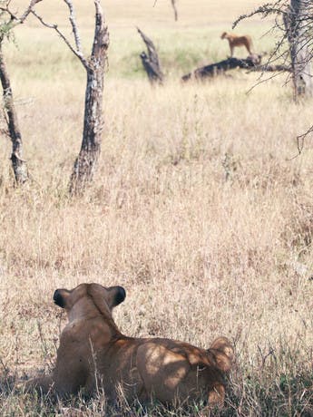 Lionnes dans la savane