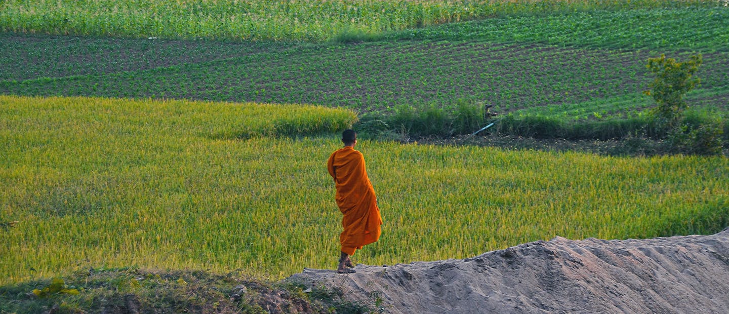 Moine marchant dans les rizières
