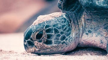 Le regard expressif d'une tortue marine à Oman.
