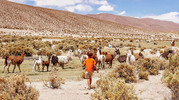 Descubre llamas en Bolivia con tus hijos
