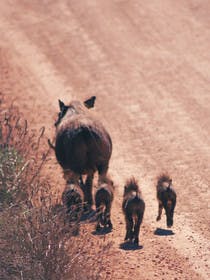 Safari en Tanzanie, phacochères