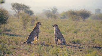 Coupe de guépards dans le parc Kruger