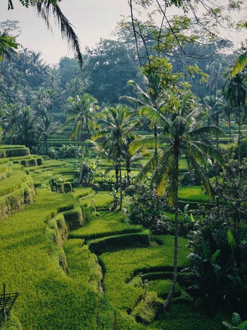 Rizières en terrasse et palmiers à Bali