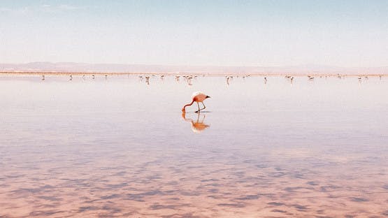 Flamenco rosa en laguna del altiplano boliviano