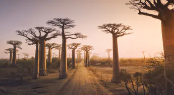 Madagaskar