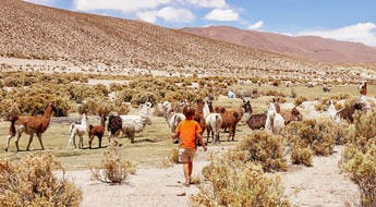 Descubre llamas en Bolivia con tus hijos