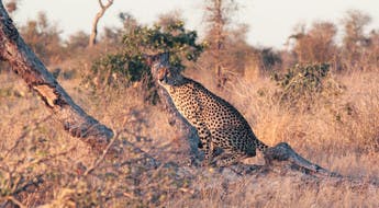 Guépard dans le parc Kruger en Afrique du Sud