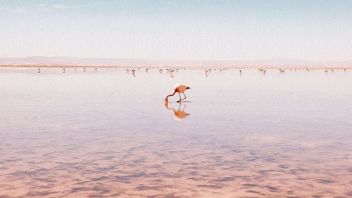 Flamenco rosa en laguna del altiplano boliviano