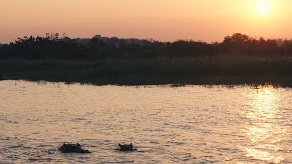 Hippopotames au coucher du soleil dans l'estuaire de Sainte-Lucie
