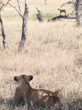 Lionnes dans la savane