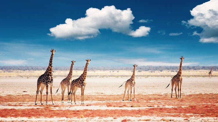 Troupeau de girafes dans le parc d'Etosha en Namibie