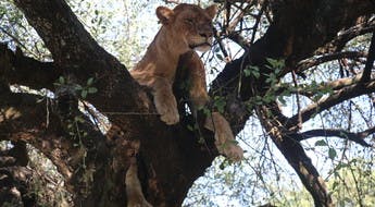 Lion perché dans un arbre en Ouganda