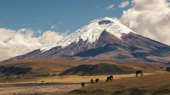 Chevaux sauvages avec le volcan Cotopaxi en arrière-plan