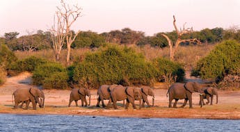 Troupeau d'éléphants au bord d'une rivière dans le parc Chobe au Botswana