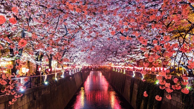 Top destination tendance : le Japon
