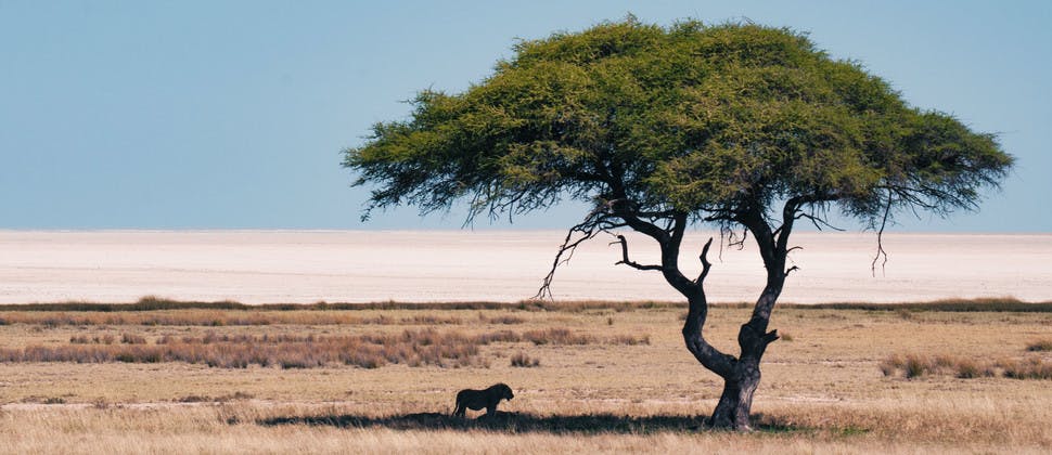 Un lion sous un arbre dans le parc d'Etosha en Namibie