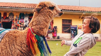 Lama Cracheur à Cuzco Voyage enfamille au Pérou