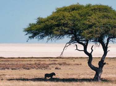 Un lion sous un arbre dans le parc d'Etosha en Namibie