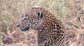 Léopard en Tanzanie