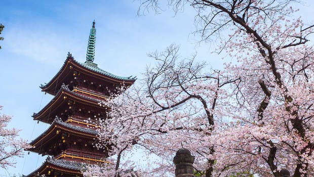 Les cerisiers en fleurs au parc Ueno à Tokyo