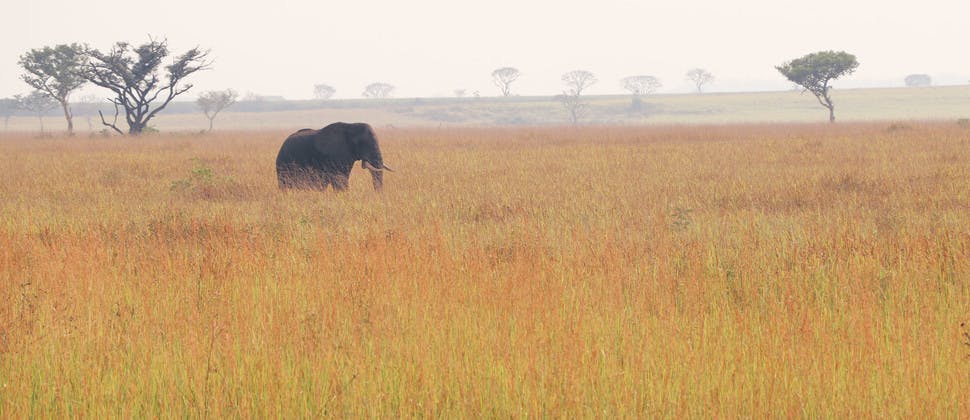 Éléphant dans la savane en Ouganda