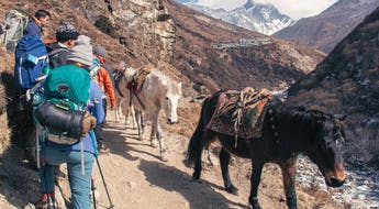 Trekkeurs croisant des mules sur un sentier dans l'Himalaya