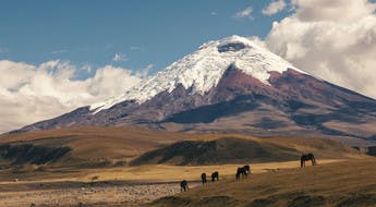 Chevaux sauvages avec le volcan Cotopaxi en arrière-plan