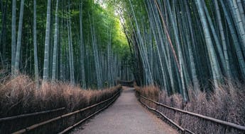 La forêt de bambous d’Arashiyama à Kyoto
