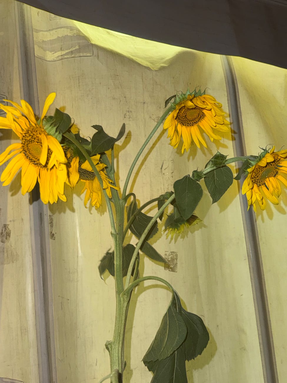 Ewa Dziarnowska — Girasole (Photo: Gil Corujeira & Grzegorz Jasina)