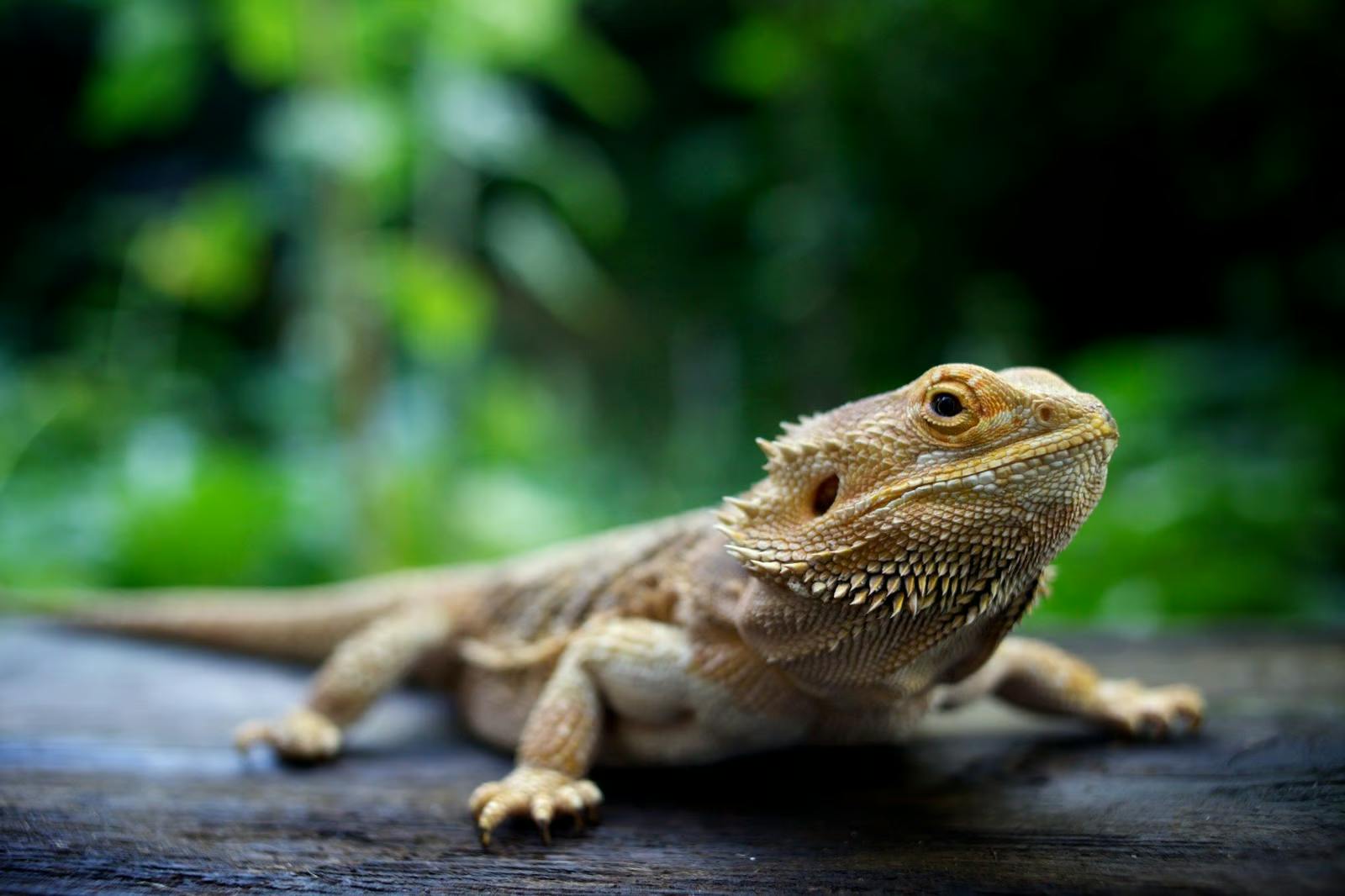 bearded dragon