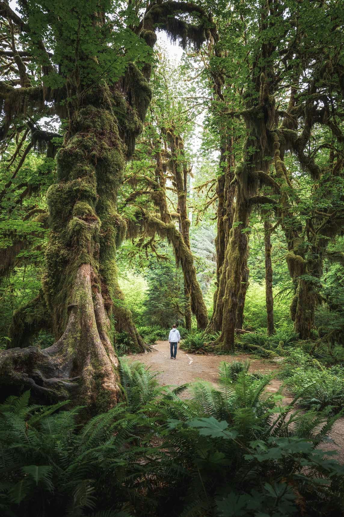 Hoh Forest