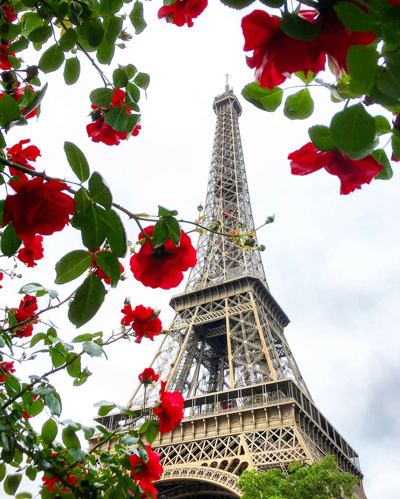 The Eiffel Tower & Red Flowers