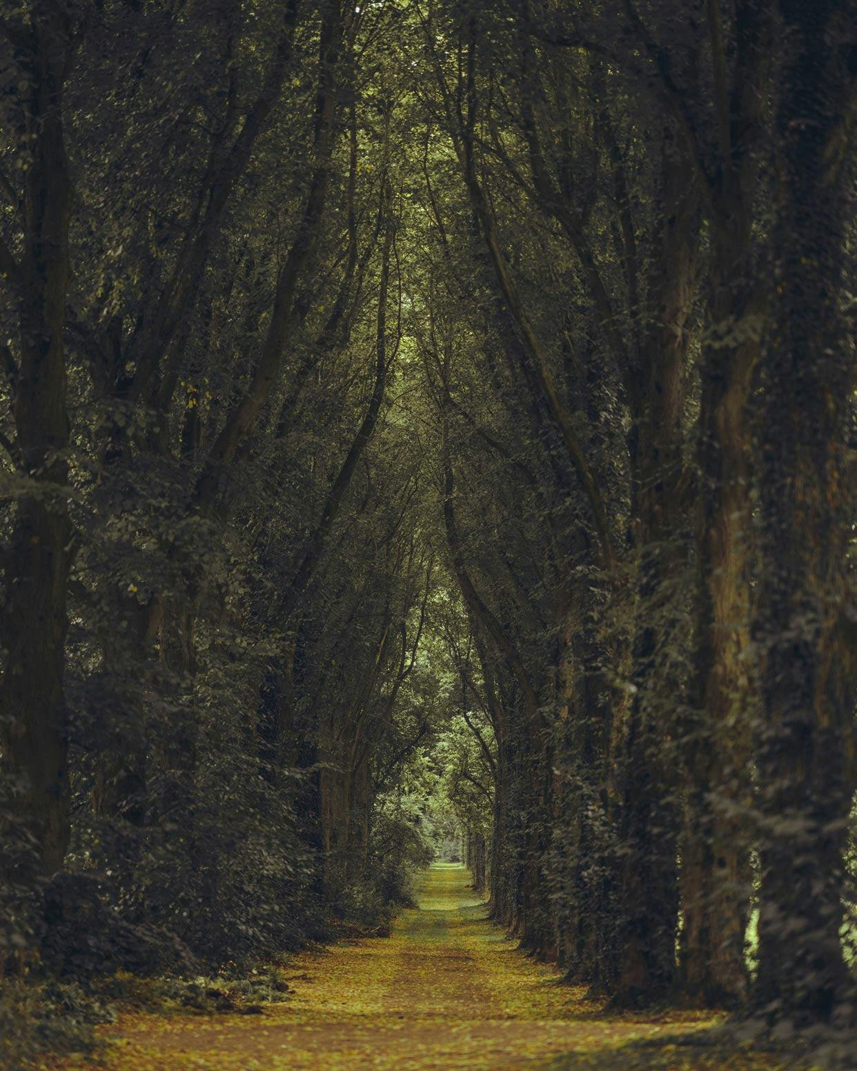 Tree-lined Path at Old Westbury Gardens