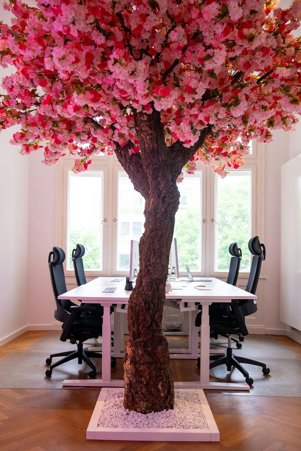 Kirschbaum Kirschbaum