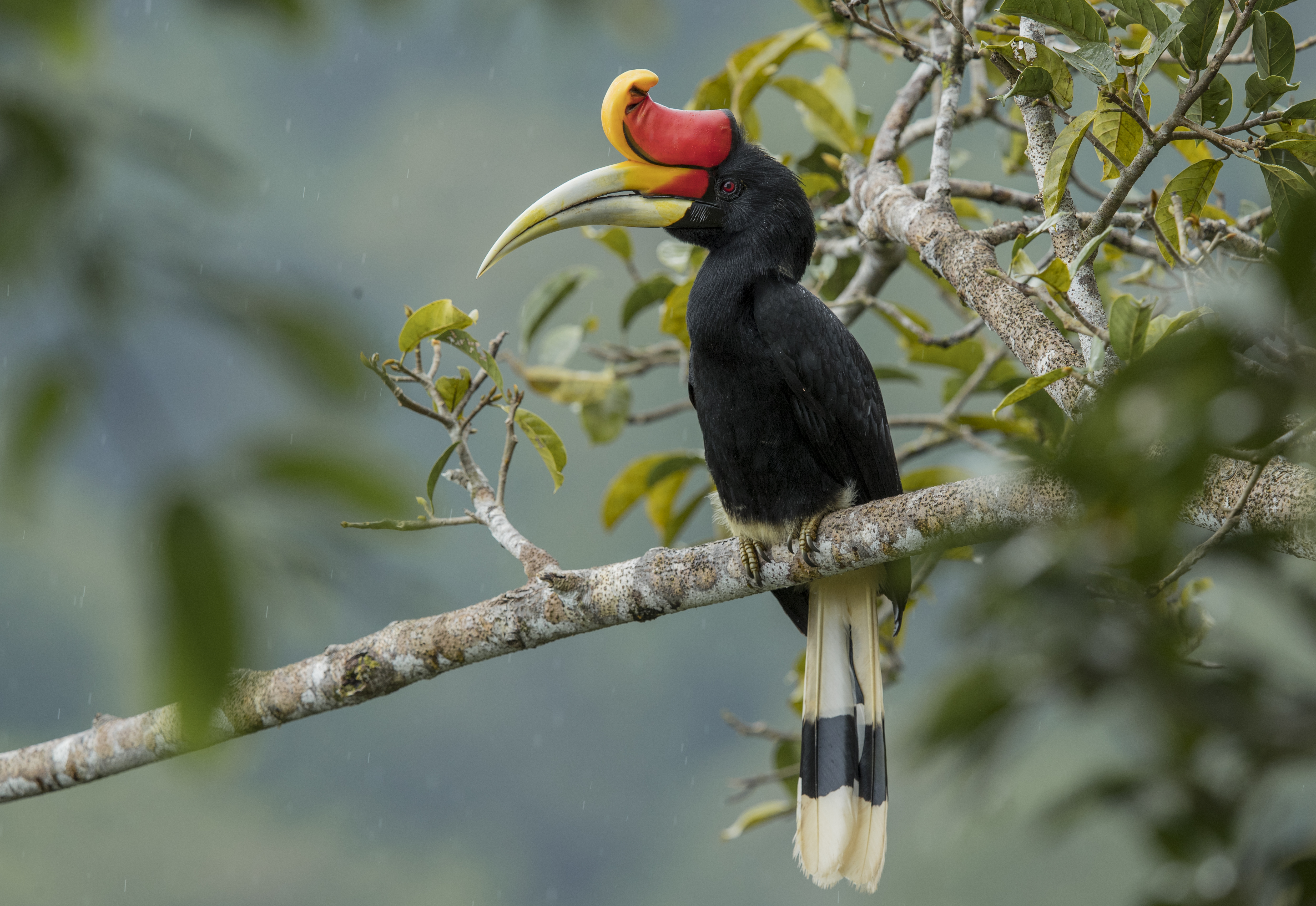 Rhinoceros hornbill perched on rainforest branch, Borneo Indonesia