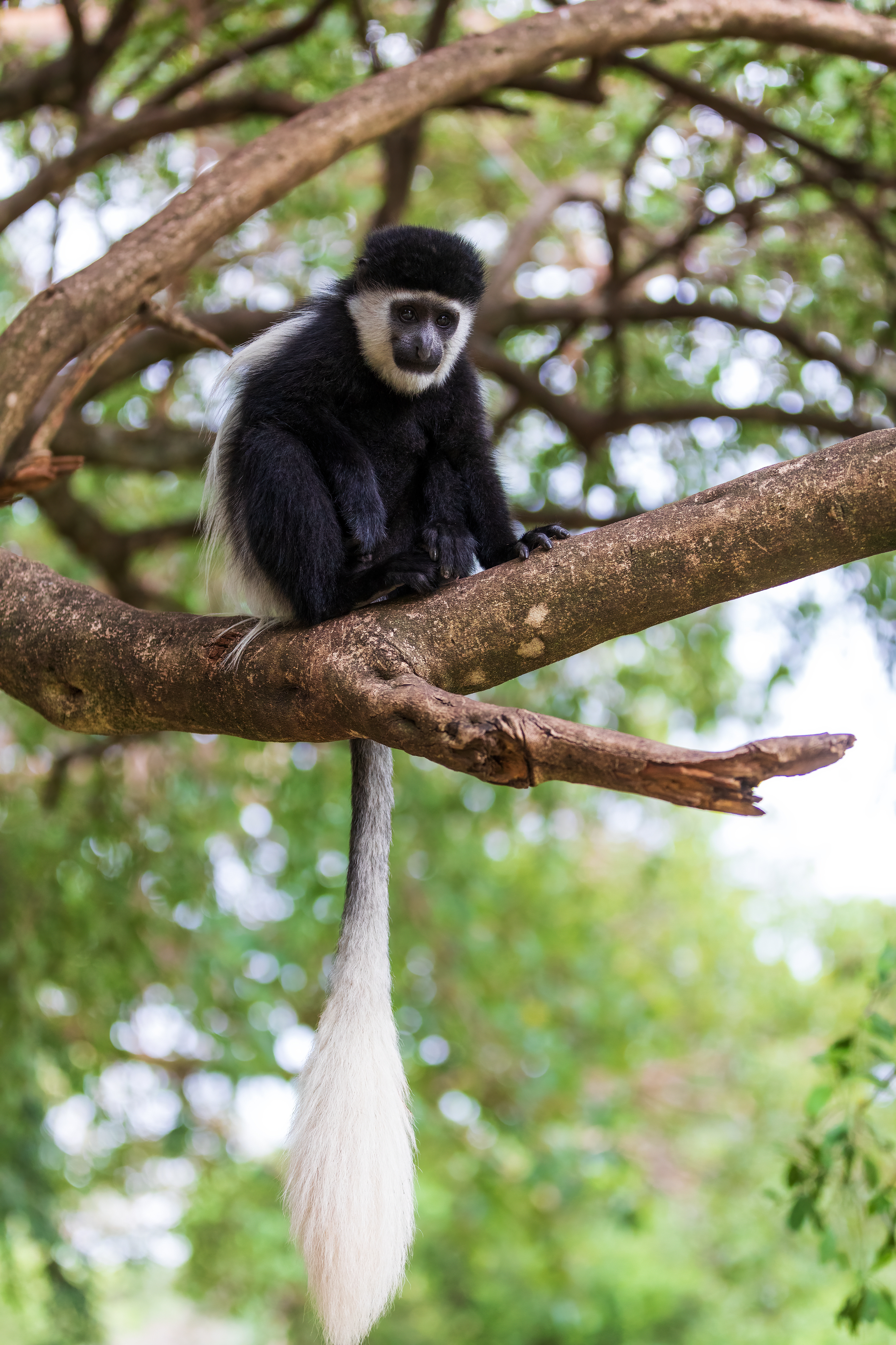 Black-and-white colobus monkey on tree branch, Uganda forest