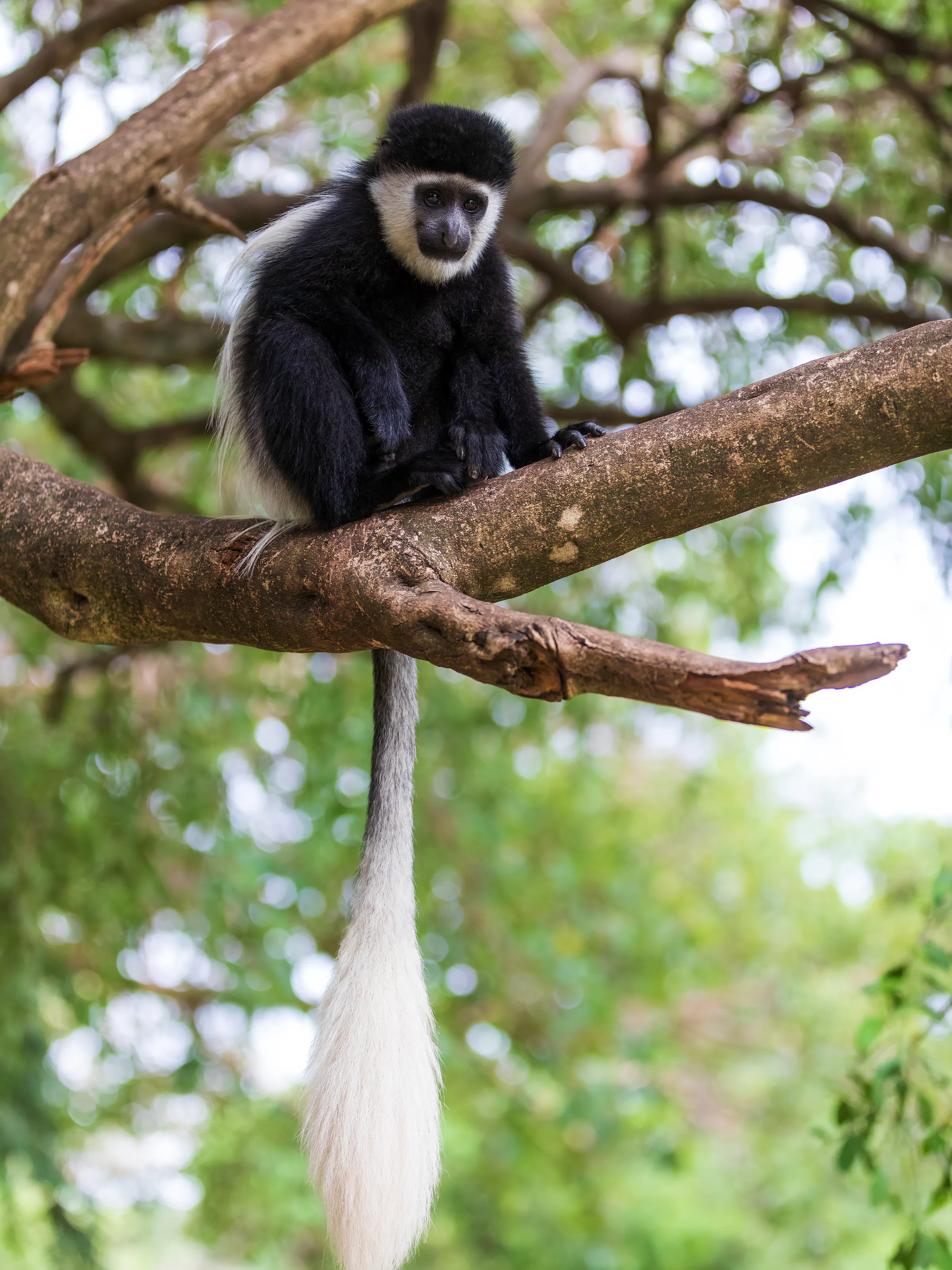 Black-and-white colobus monkey on tree branch, Uganda forest