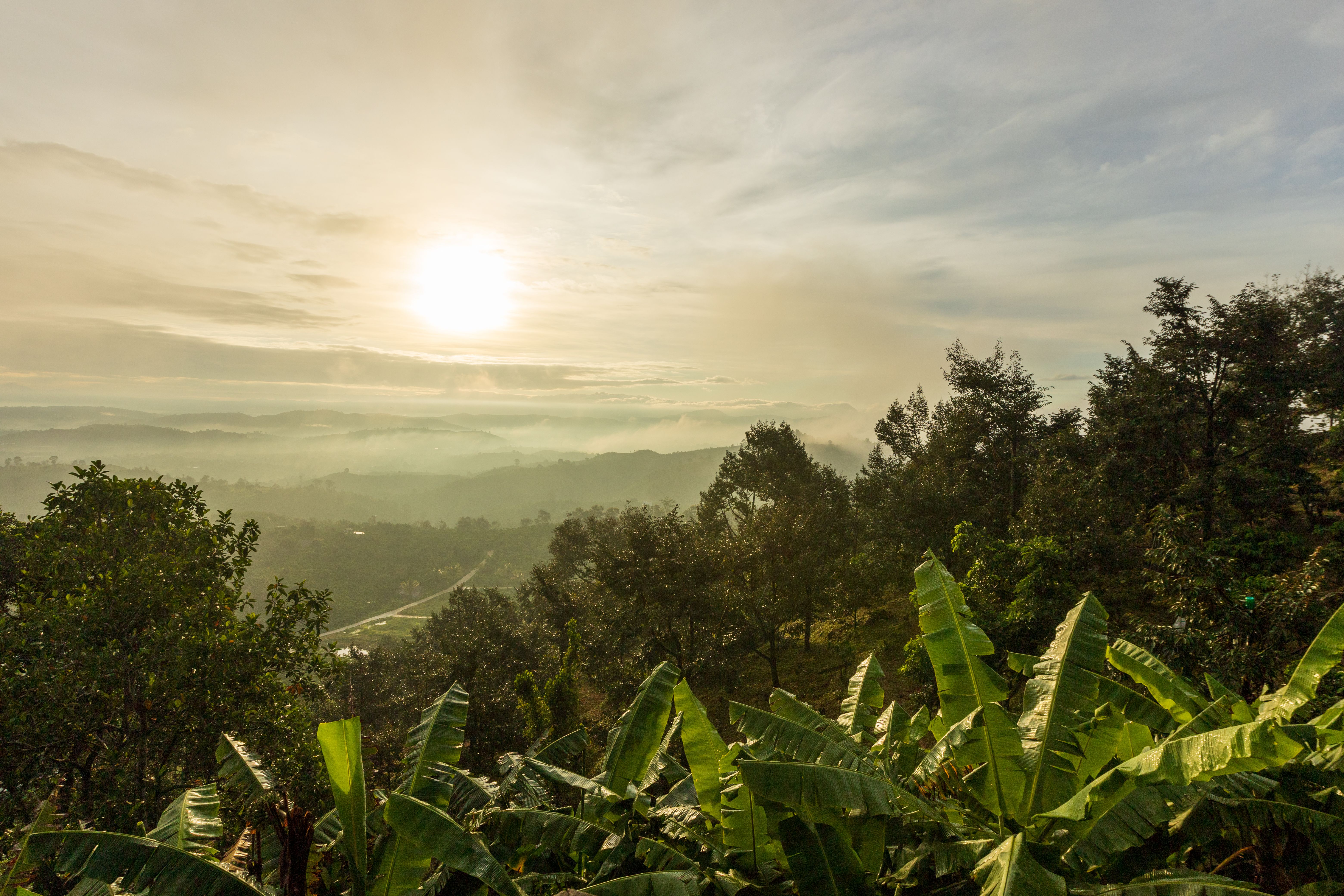 Sunrise over misty hills and banana plants, Rwanda Nyungwe 